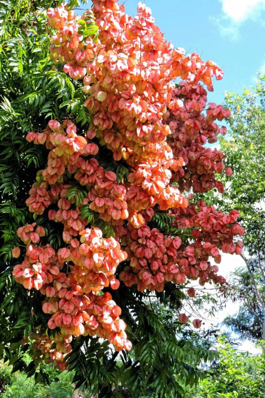 Sapindus Mukorossi