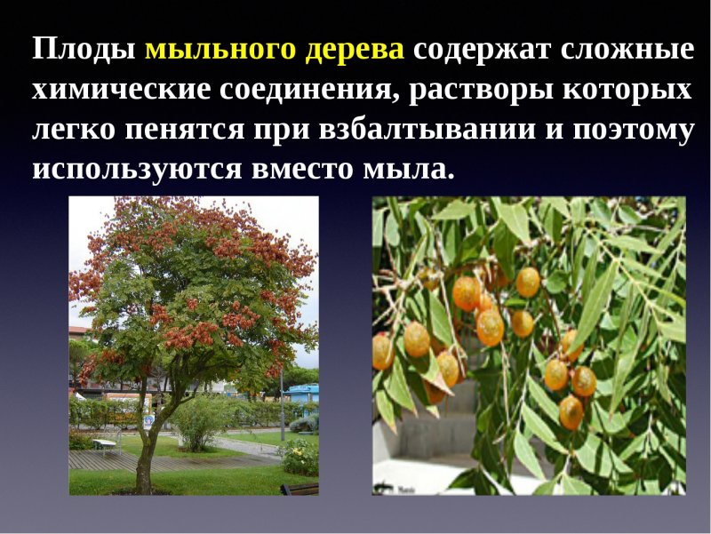 Сапиндус мыльное дерево