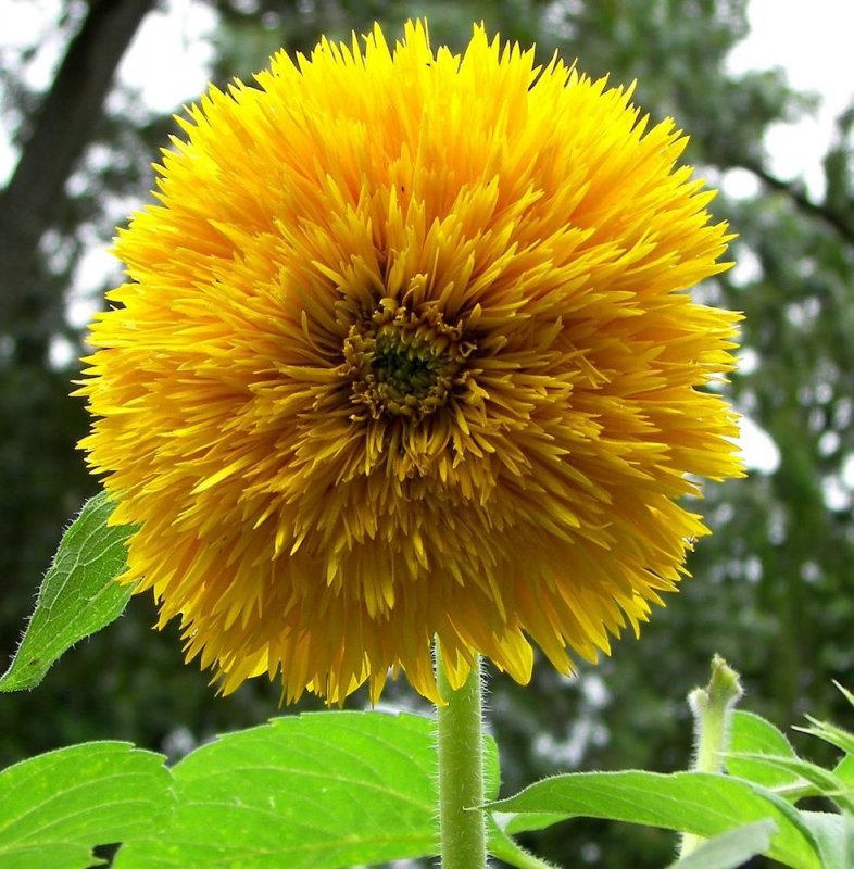 Подсолнух Джайнт Санголд (giant Sungold)