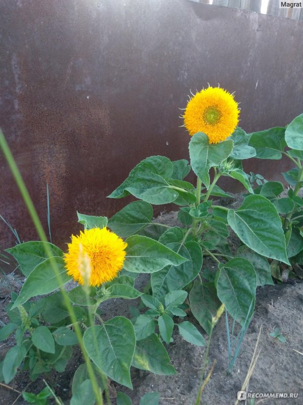 Подсолнух Джайнт Санголд (giant Sungold)