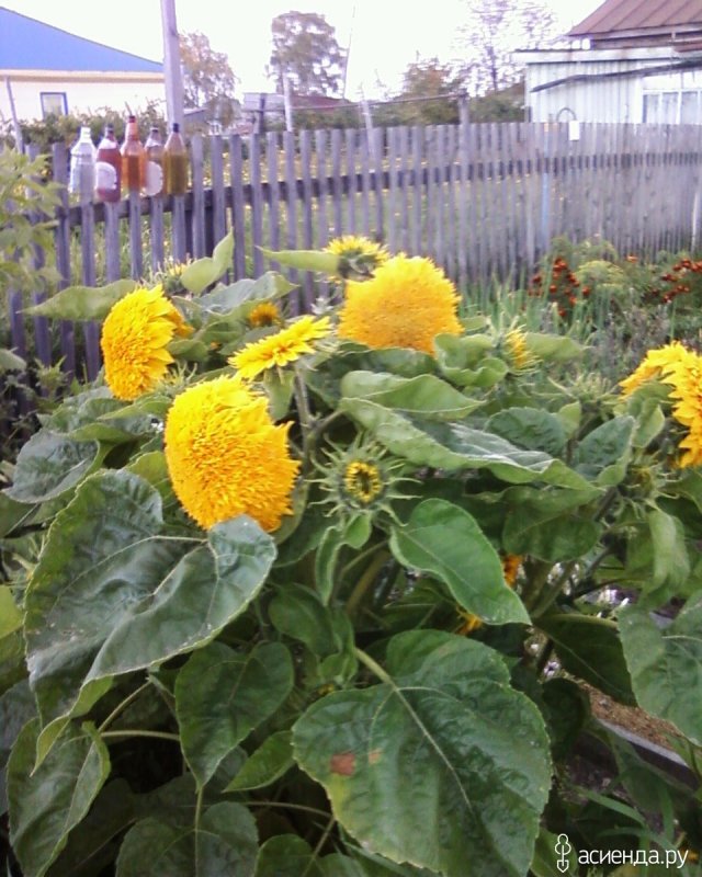 Подсолнечник махровый Санголд