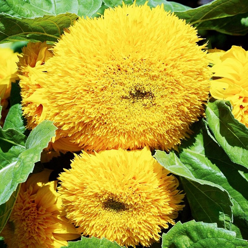 Helianthus annuus
