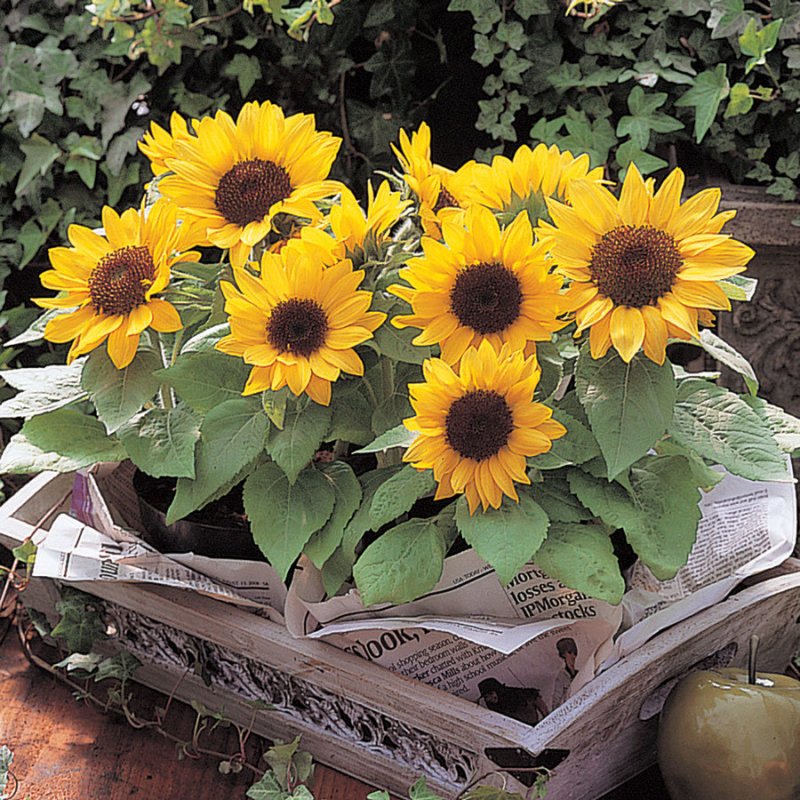 Подсолнух Джайнт Санголд (giant Sungold)