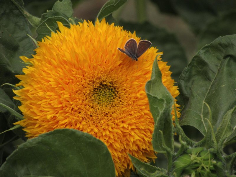 Helianthus annuus "Teddy Bear" (подсолнечник