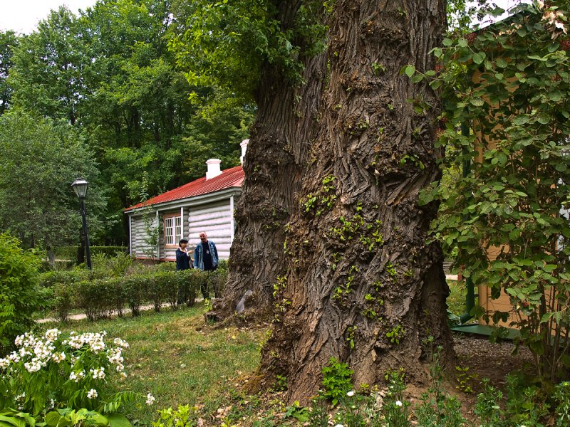 Тополь Берлинский пух