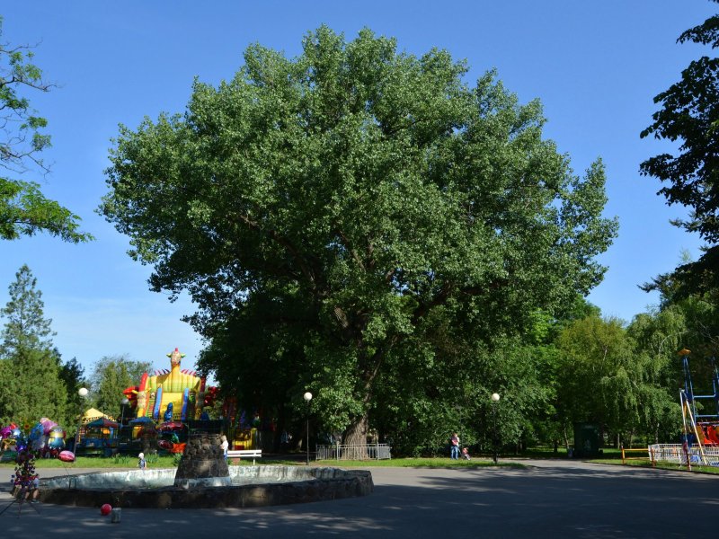 Тополь бальзамический