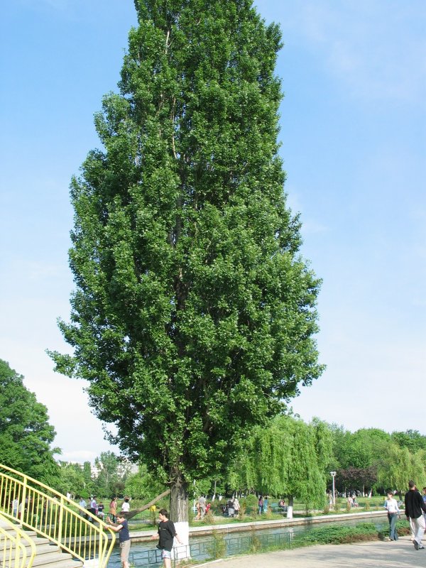 Тополь Берлинский
