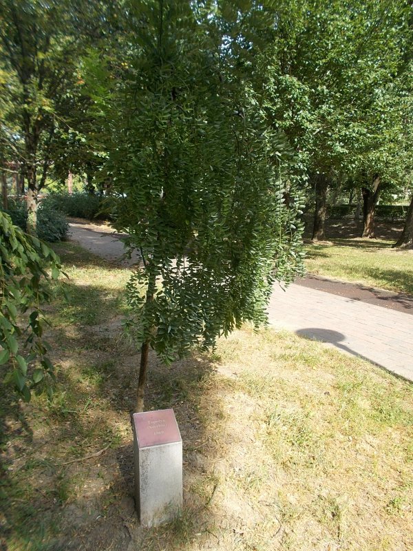 Фиалка Тополиный пух