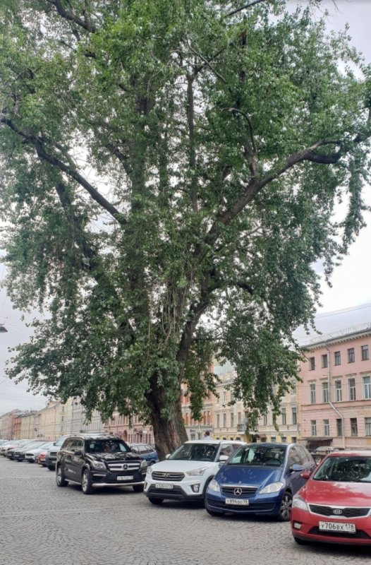 Тополь Берлинский