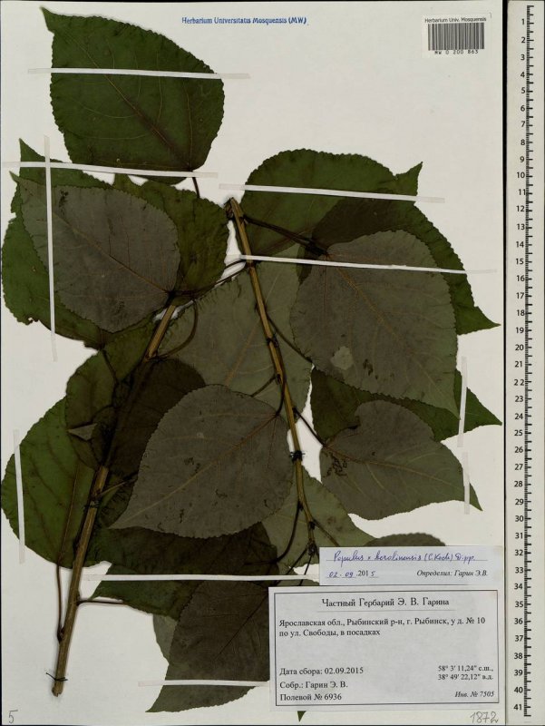 Тополь канадский (Populus canadensis)