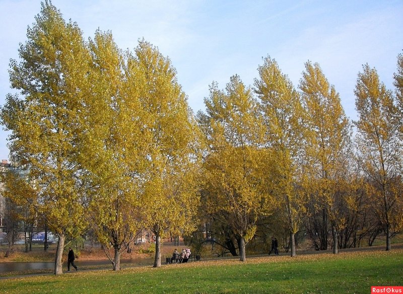 Тополь лавролистный дерево