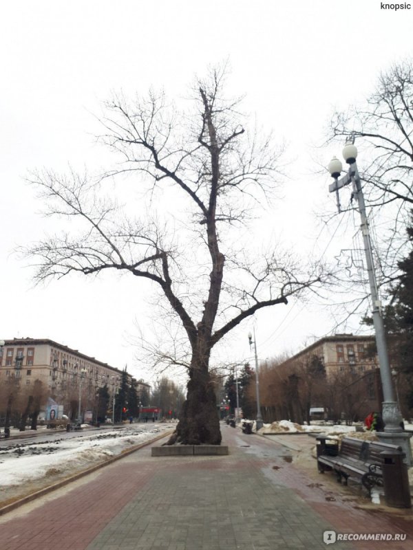 Тополь Болле