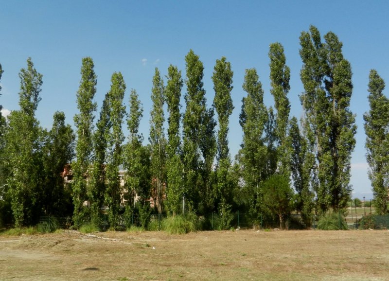 Тополь в Республике Коми