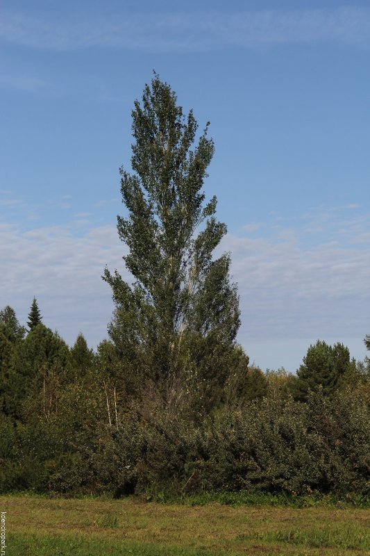 Populus trichocarpa