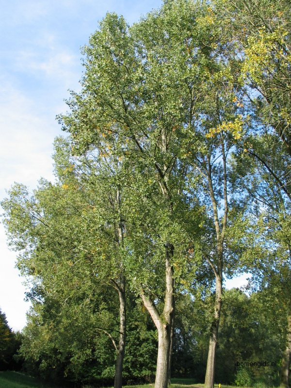 Тополь Populus Alba
