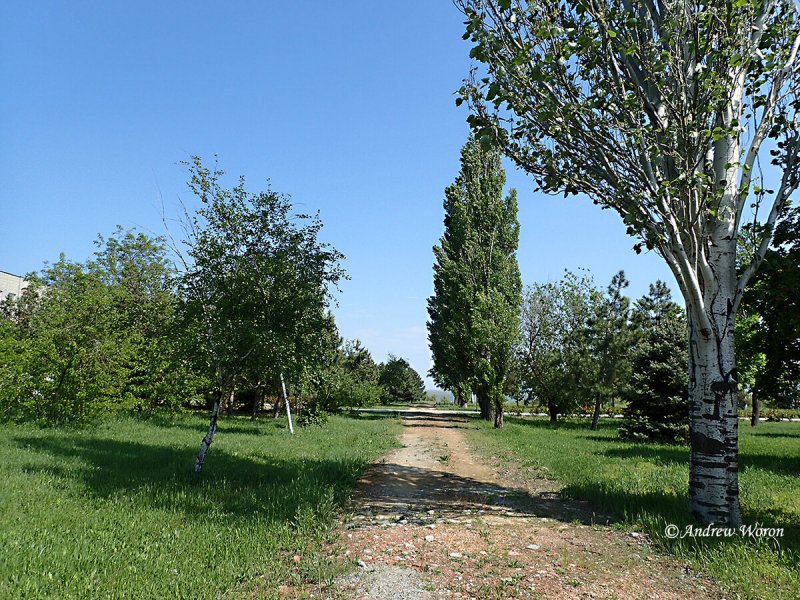 Тополь Берлинский