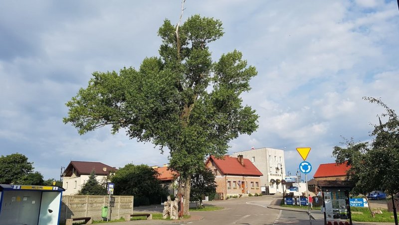 Обрубленный Тополь