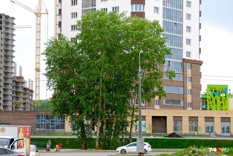 Тополь лавролистный Populus laurifolia