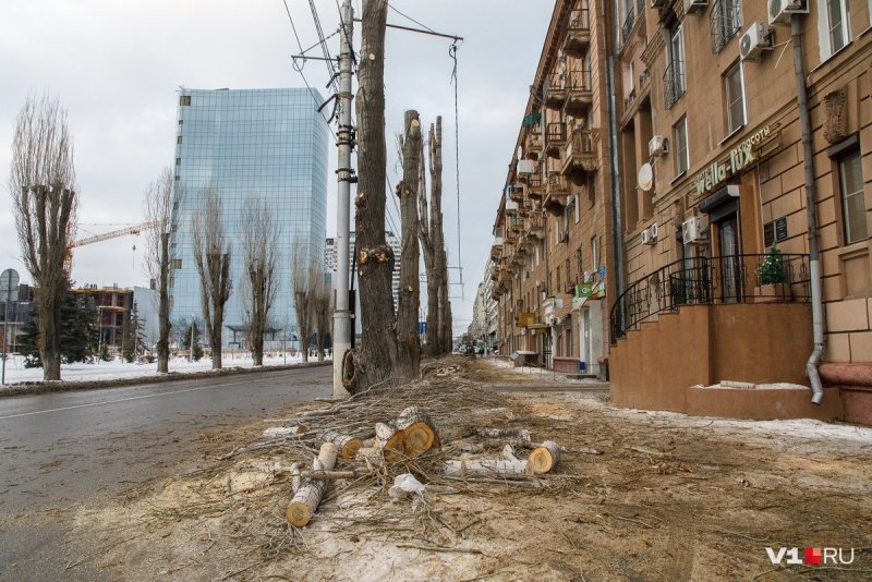 Тополь белый осень