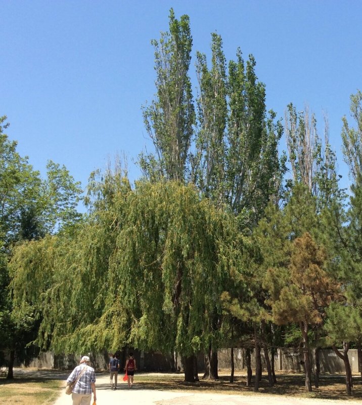 Тополь в Москве