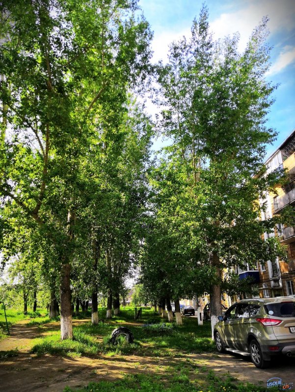 Тополь Советский пирамидальный (Populus sowietica pyramidalis)