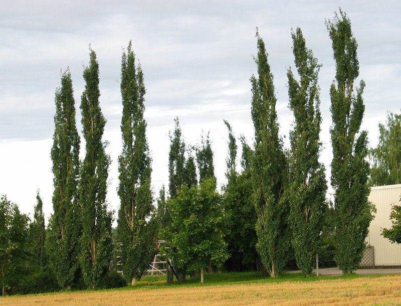 Populus Alba Тополь белый