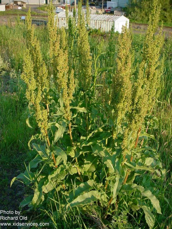 Щавель курчавый (Rumex crispus l.)