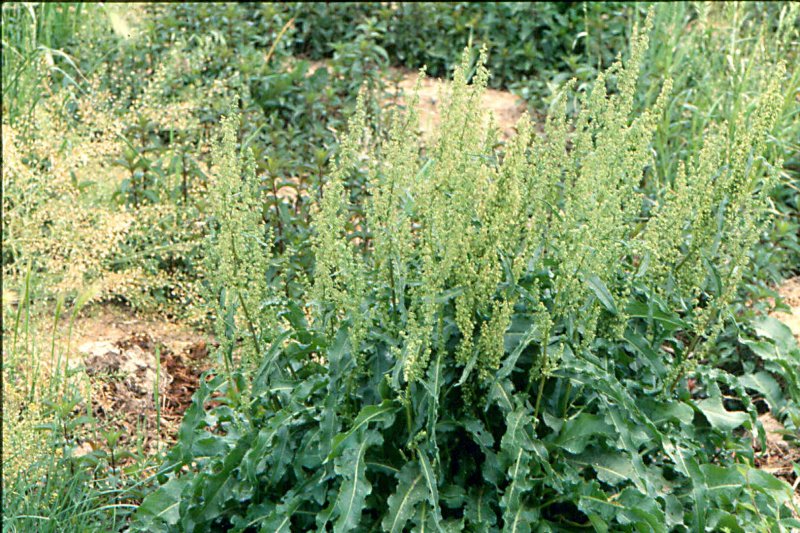 Щавель курчавый (Rumex crispus)