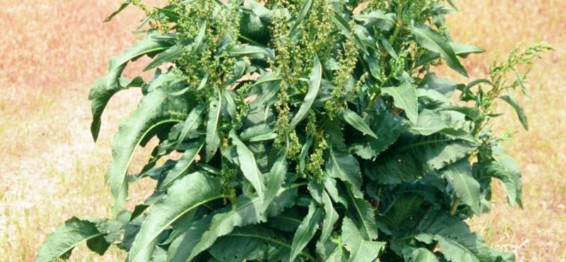 Щавель курчавый (Rumex crispus l.)