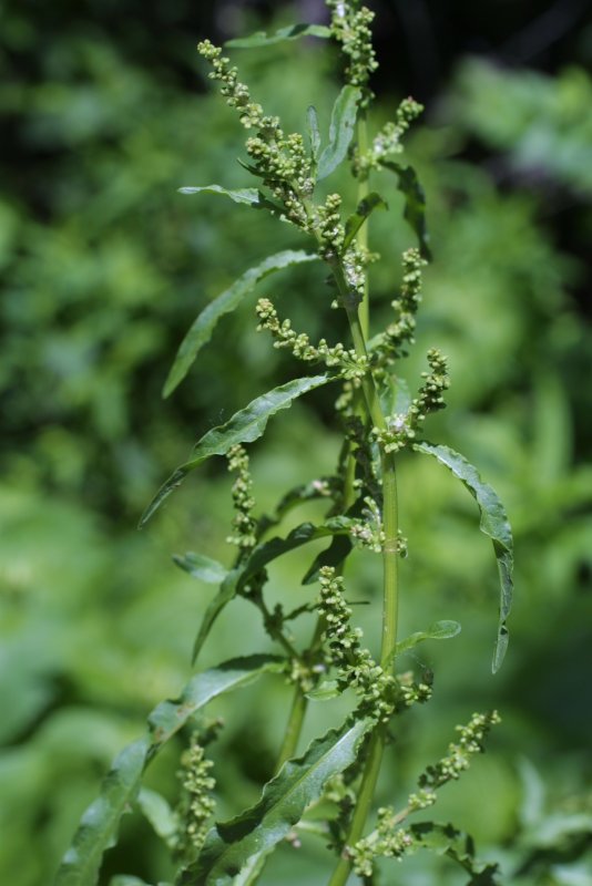 Щавель курчавый (Rumex crispus l.)
