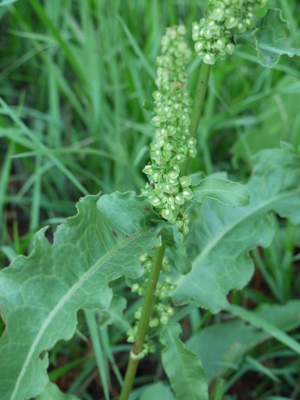 Щавель курчавый (Rumex crispus l.)