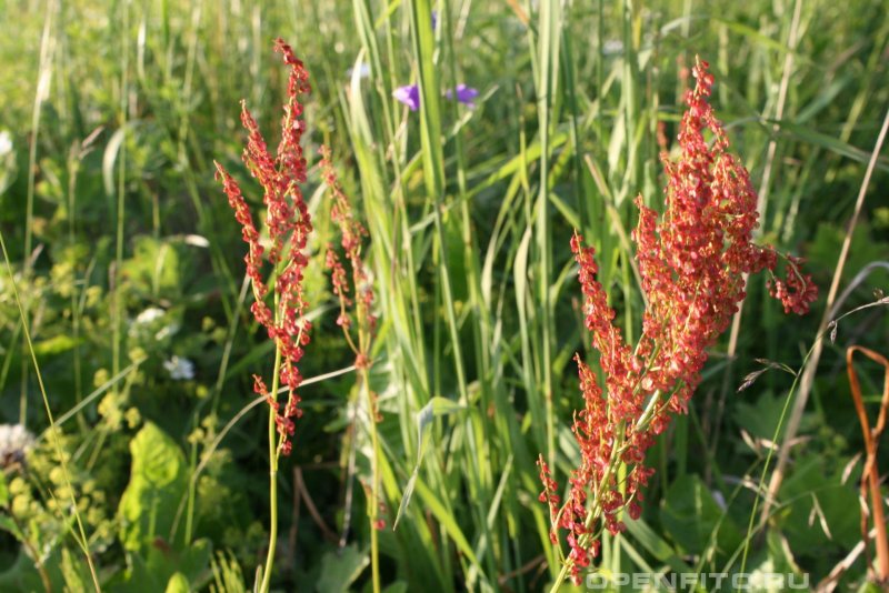 Щавель курчавый (Rumex acetosella l.).