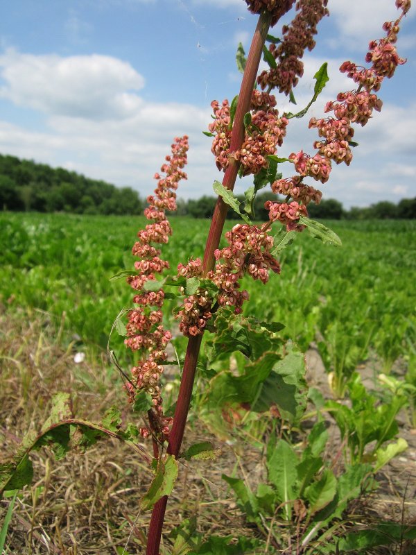 Щавель курчавый (Rumex crispus)