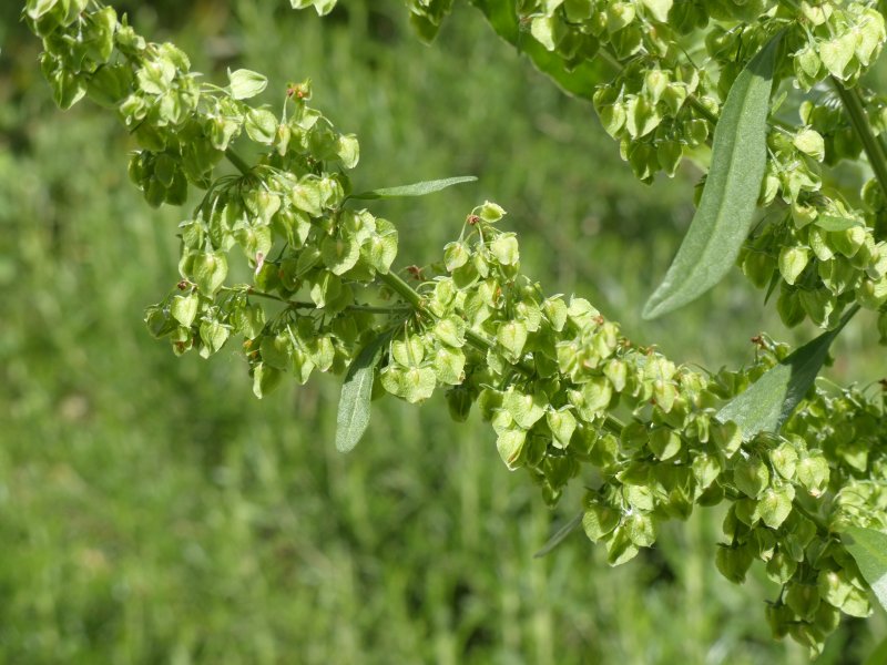 Rumex crispus l.
