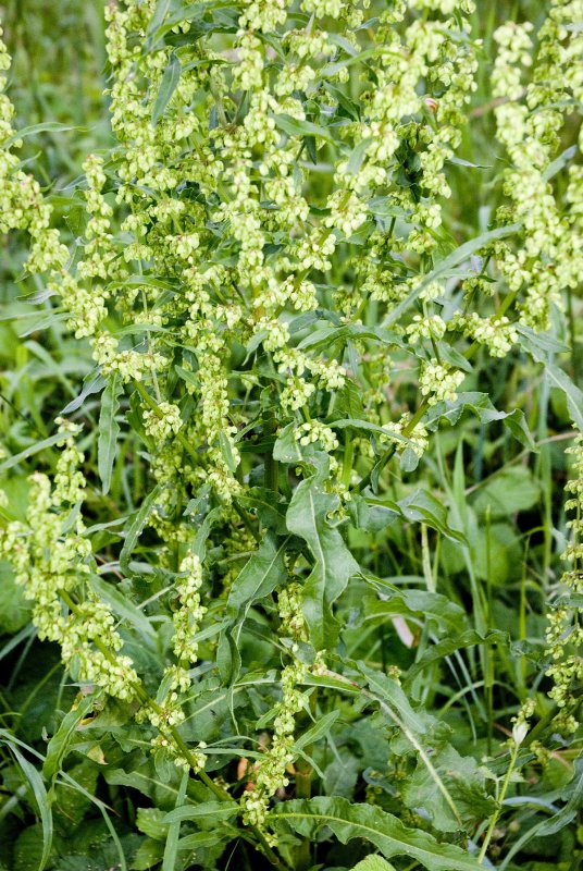 Щавель курчавый (Rumex crispus)