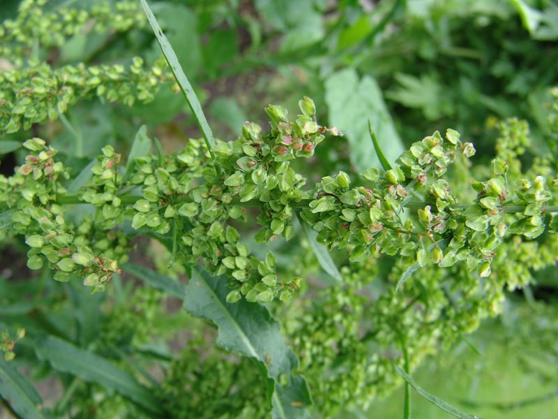 Щавель курчавый (Rumex acetosella l.).
