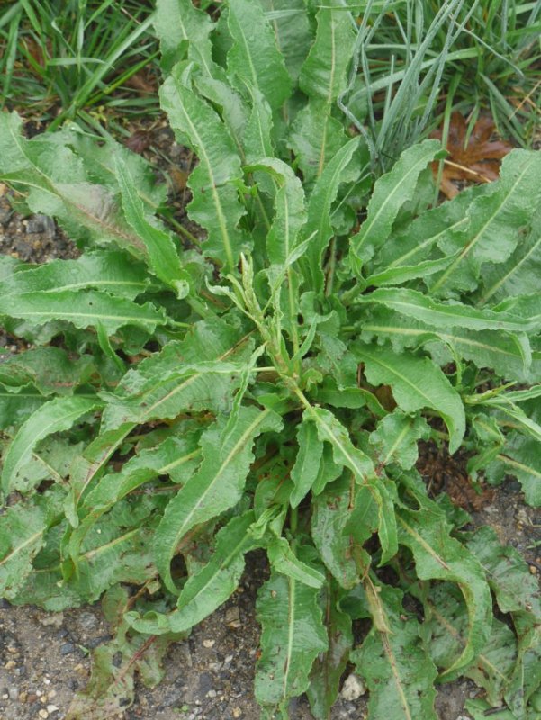 Щавель курчавый Rumex