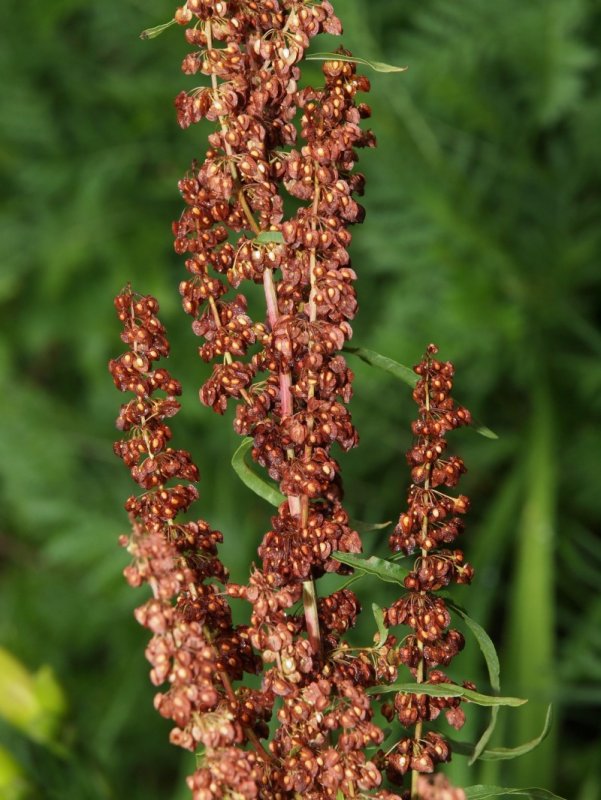Щавель курчавый (Rumex crispus)