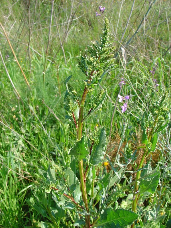 Щавель курчавый (Rumex crispus)