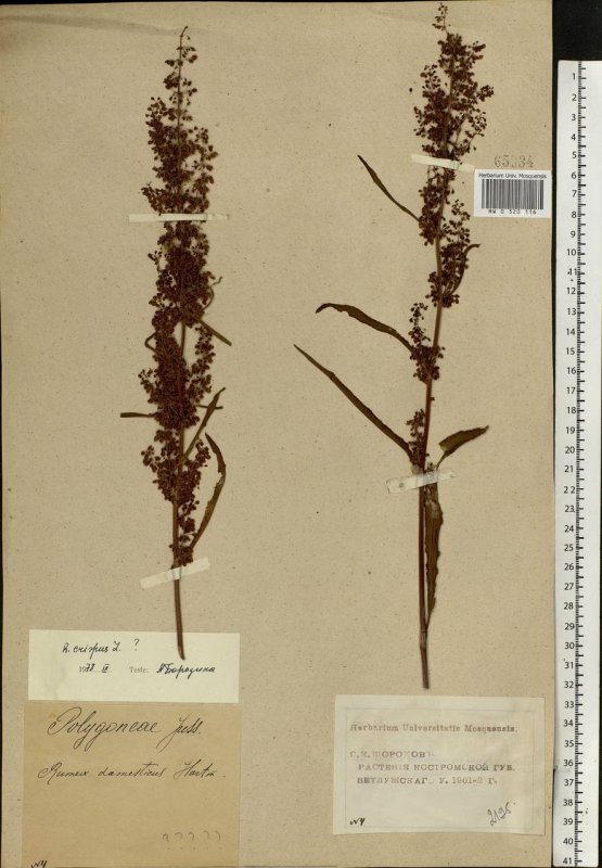 Щавель конский (Rumex confertus)