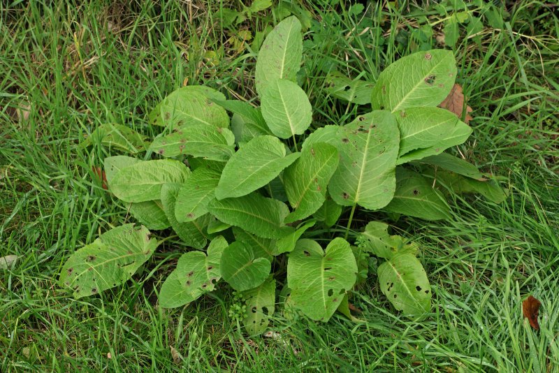 Rumex obtusifolius