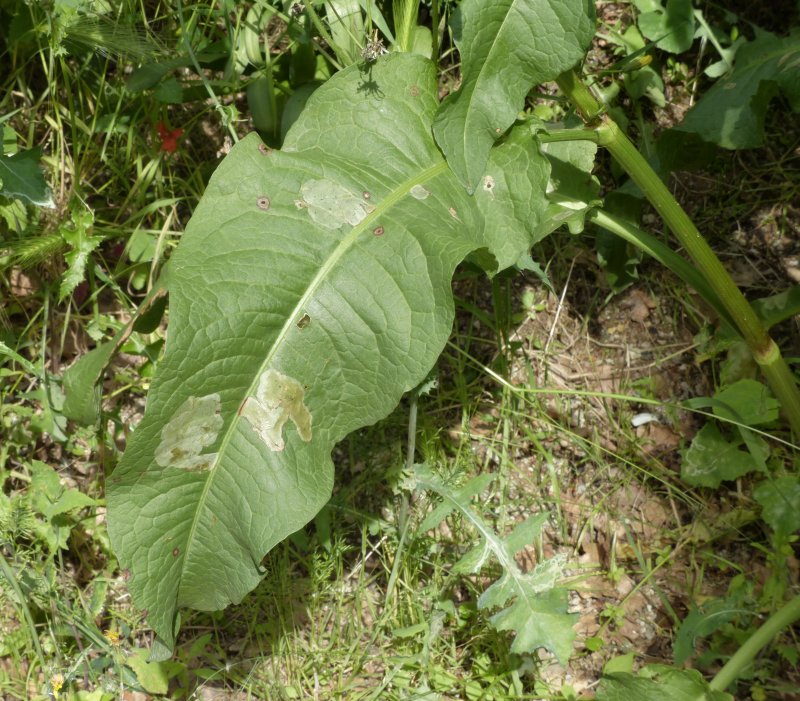 Rumex crispus l.