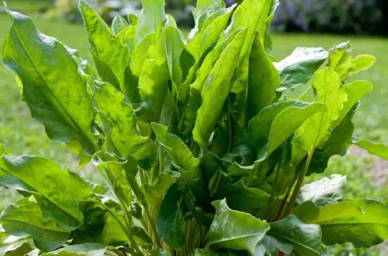 Rumex crispus