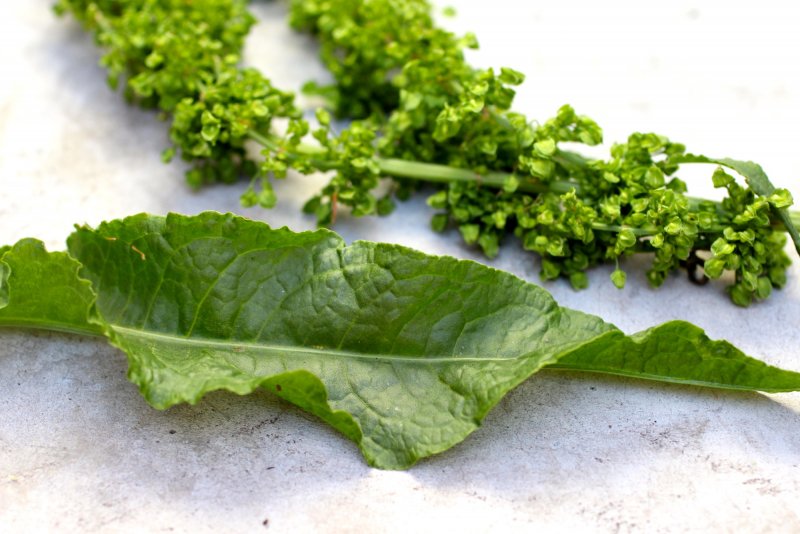 Желтый щавель Rumex crispus