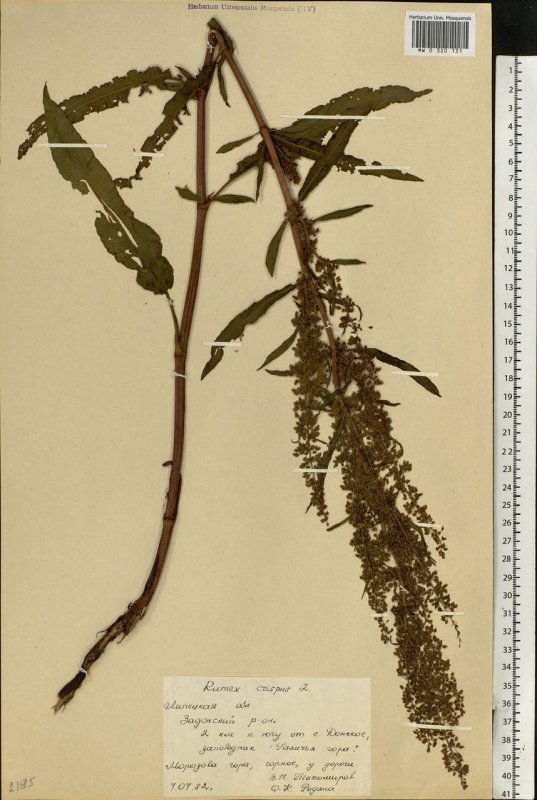 Rumex obtusifolius щавель туполистный