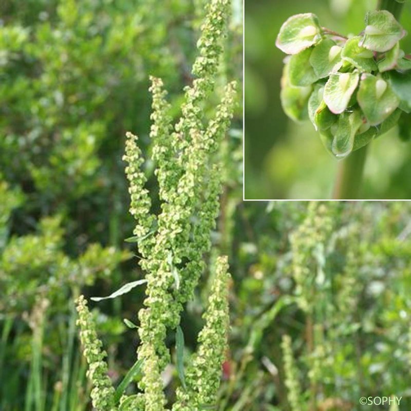 Щавель курчавый (Rumex crispus l.)