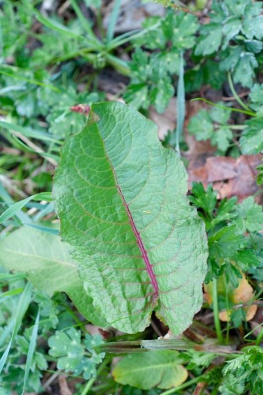 Rumex obtusifolius Росток