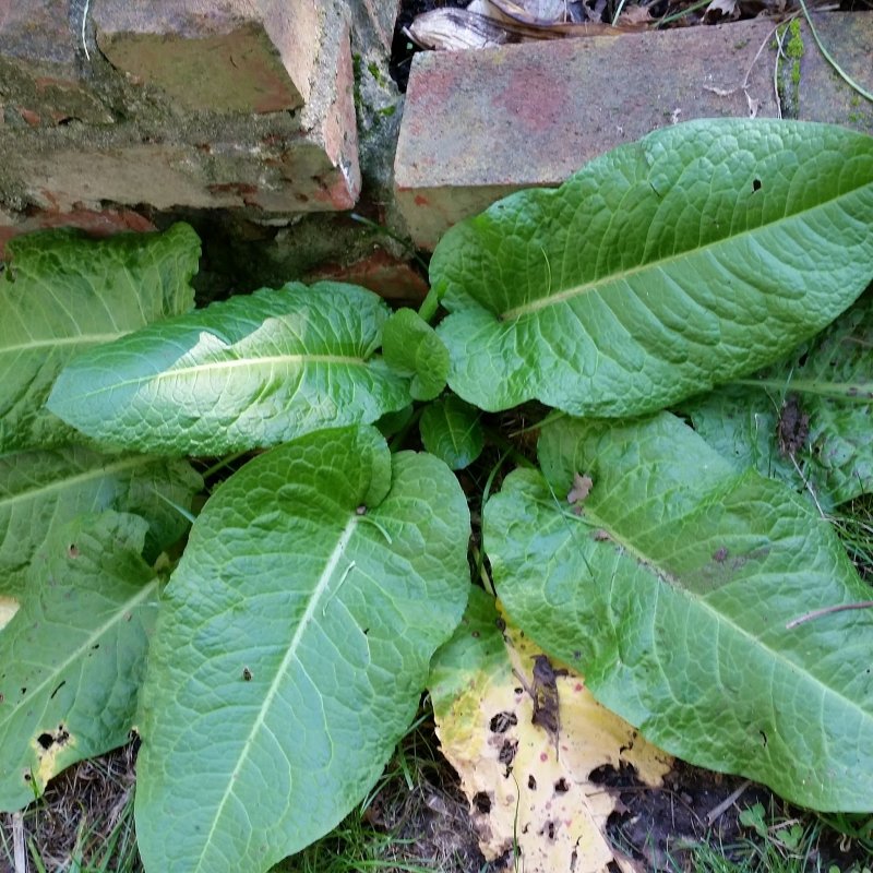 Rumex obtusifolius