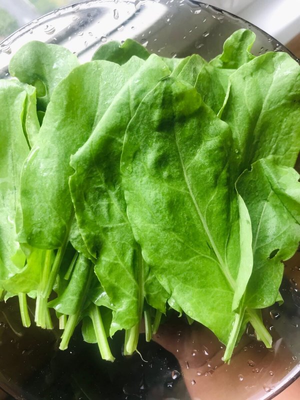 Щавель обыкновенный Rumex acetosa