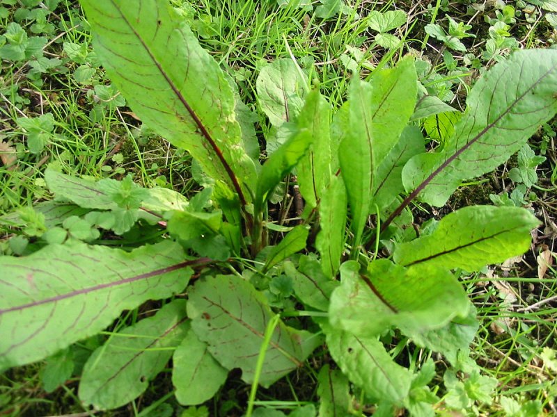 Щавель обыкновенный Rumex